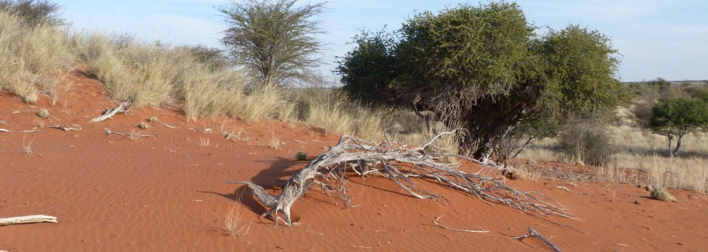 Le propagini del deserto del Kalahari in Namibia