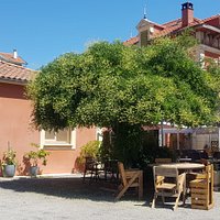 Le Sophora en fleurs