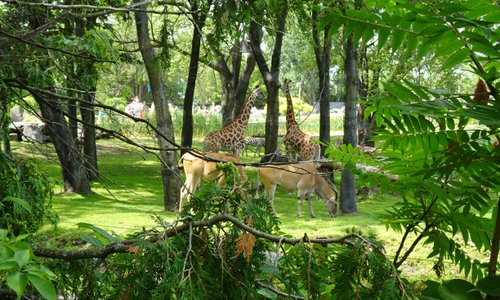 Savane africaine.