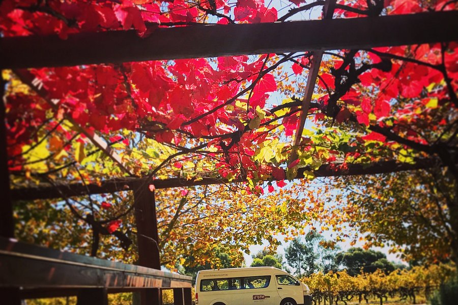 d'vine tours