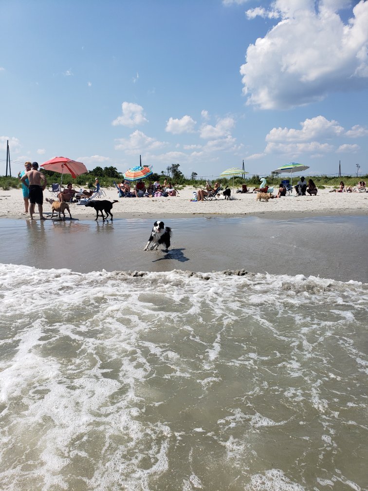 Longport Dog Beach - All You Need to Know BEFORE You Go