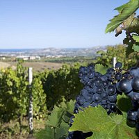 La vigna