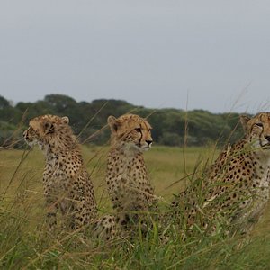 5 star safari lodges in kzn