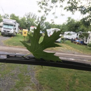 thank you mother nature for the maple leaf