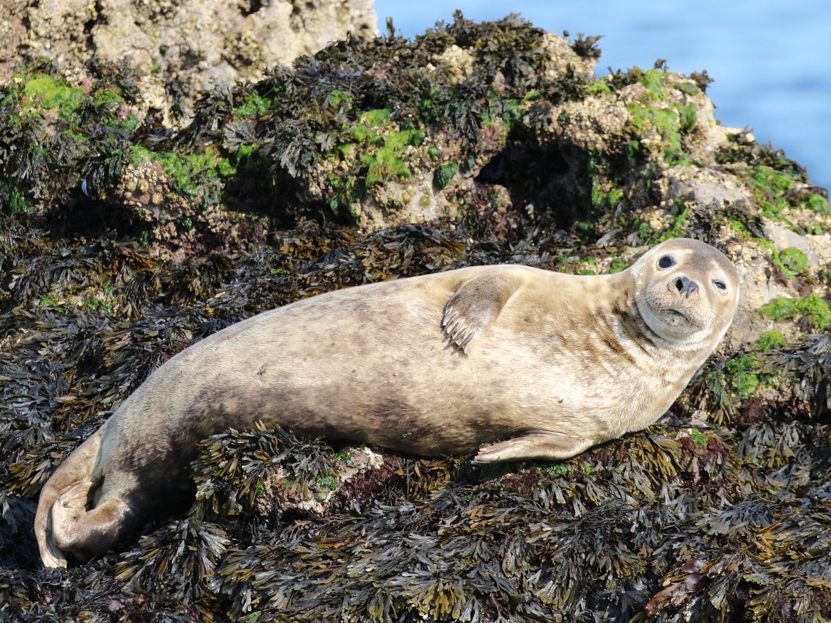 devon-sea-safari-teignmouth-all-you-need-to-know-before-you-go