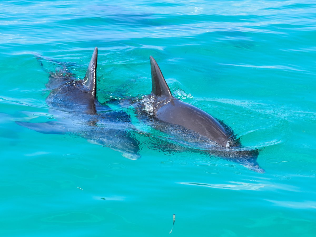 Wild Dolphin Adventures, Ки-Уэст: лучшие советы перед посещением -  Tripadvisor