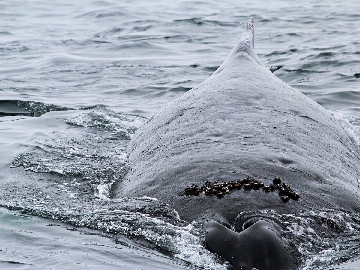SEA GODDESS WHALE WATCHING (Moss Landing): Ce qu'il faut savoir
