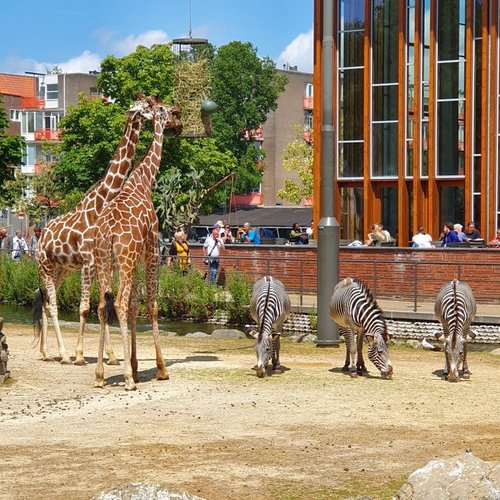 DE 10 BESTE dierentuinen en aquaria in Nederland (2025), حجم الصورة 500x500