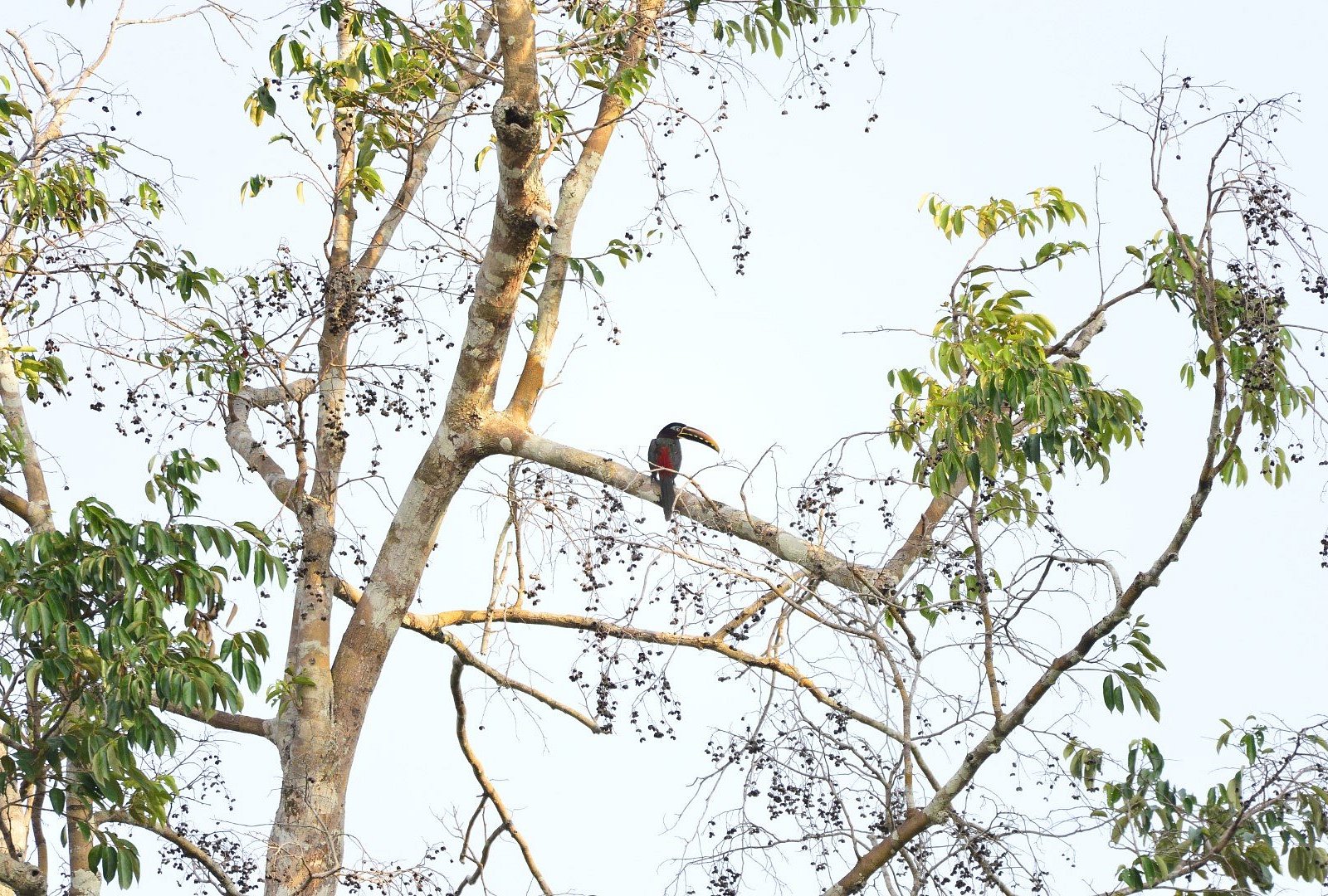 amazon eco travellers