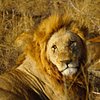 1safaripro