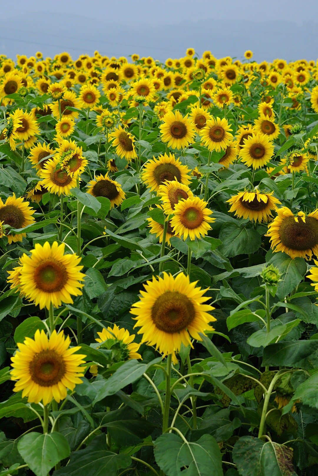 Sunflower field of Akeno (Hokuto) - All You Need to Know BEFORE You Go