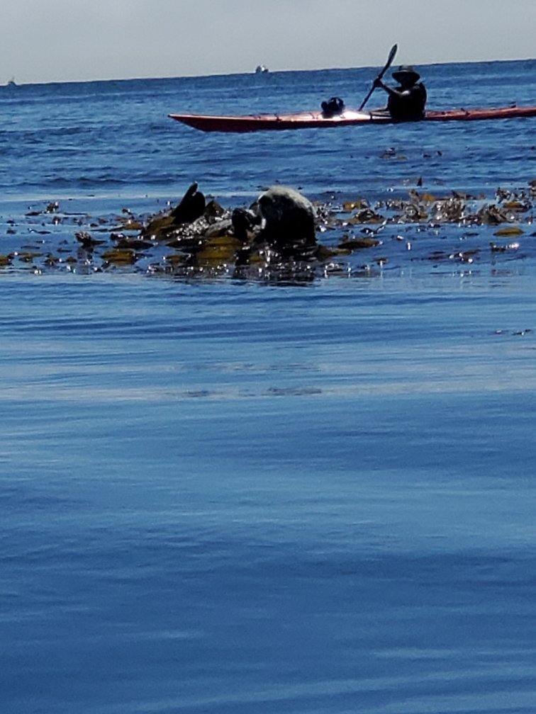 Venture Quest Day Kayaking Santa Cruz All You Need to Know