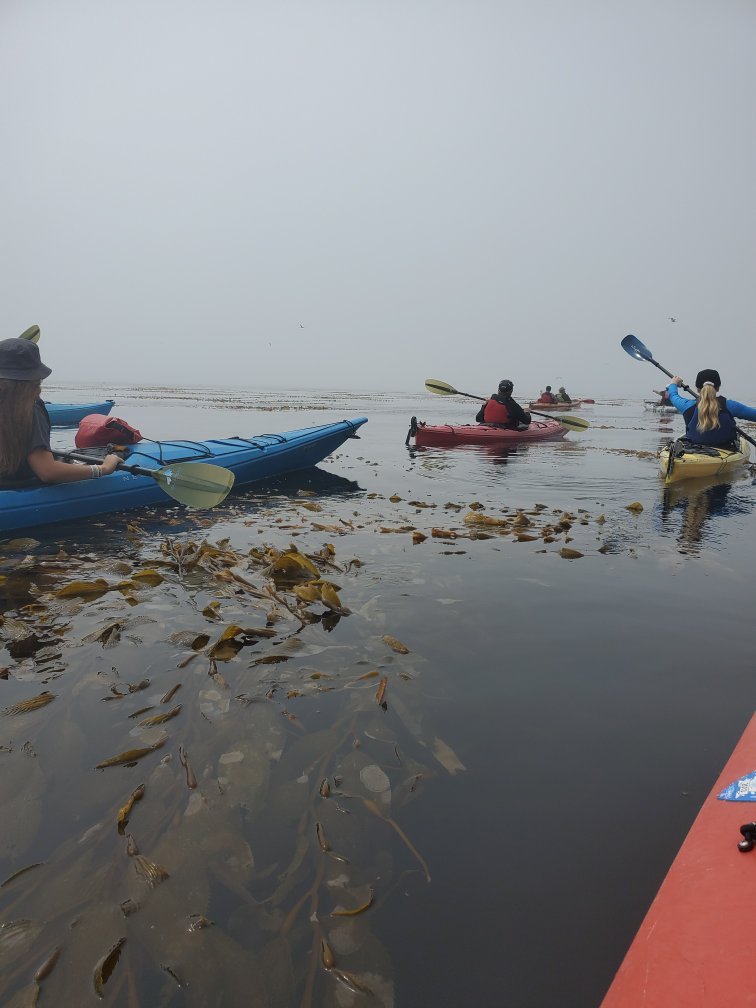 Venture Quest Day Kayaking All You Need to Know BEFORE You Go