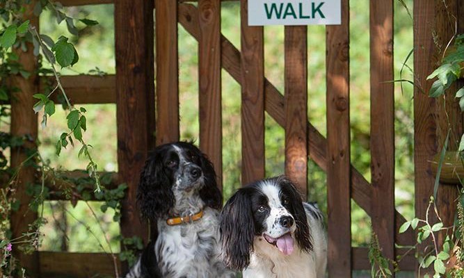 Well behaved dogs are welcome. Ask us about our dedicated pet-friendly vans.