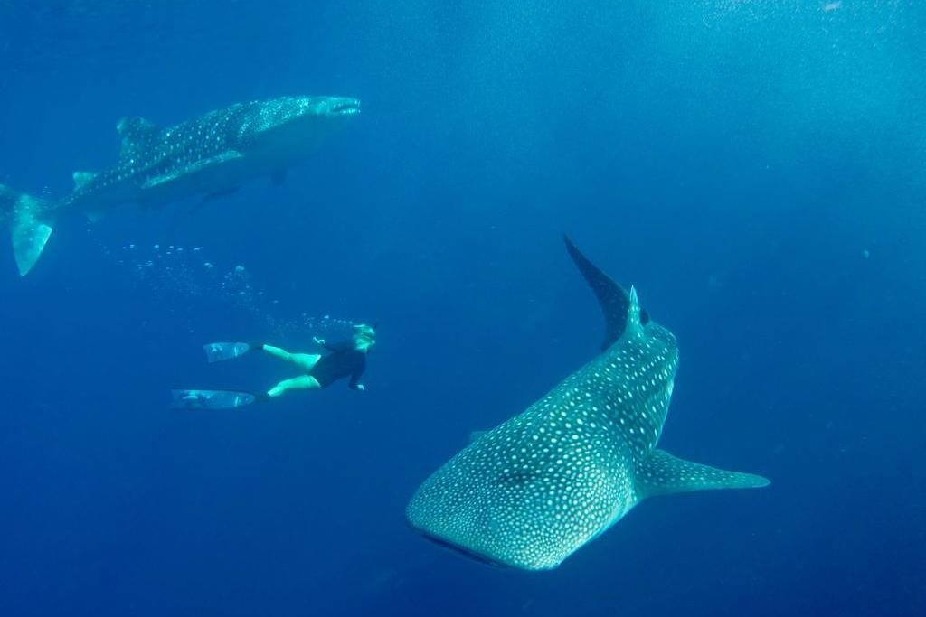 Derawan Tours (Berau, Indonesia): Address, Phone Number - Tripadvisor