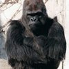 Tonino