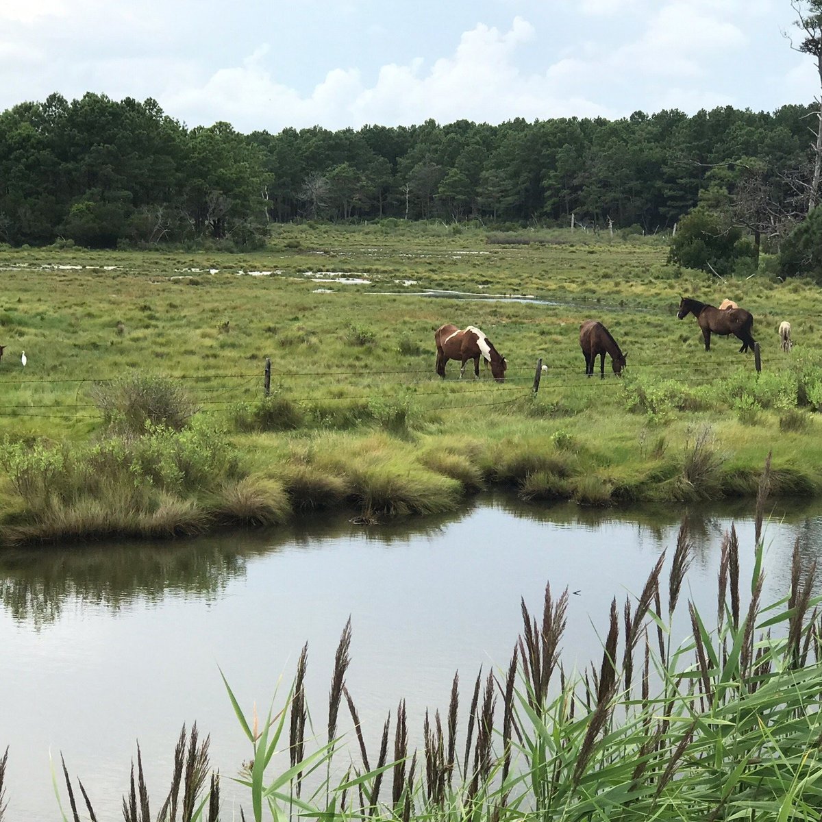 Assateague Island Ns Va Unit Chincoteague 2022 What To Know Before You Go