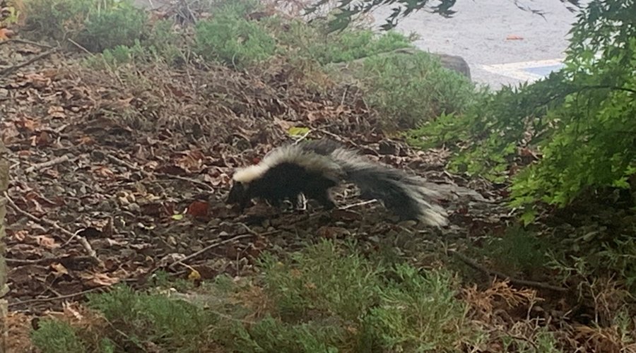 The skunk that hangs around the front door of Villa Pizza and Pasta waiting for the servers to come out and feed him.