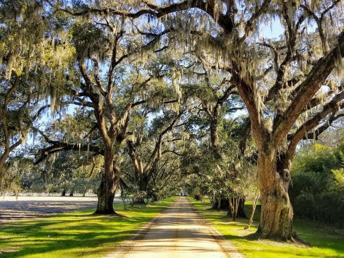 Murrells Inlet Tours - All You Need to Know BEFORE You Go (2024)