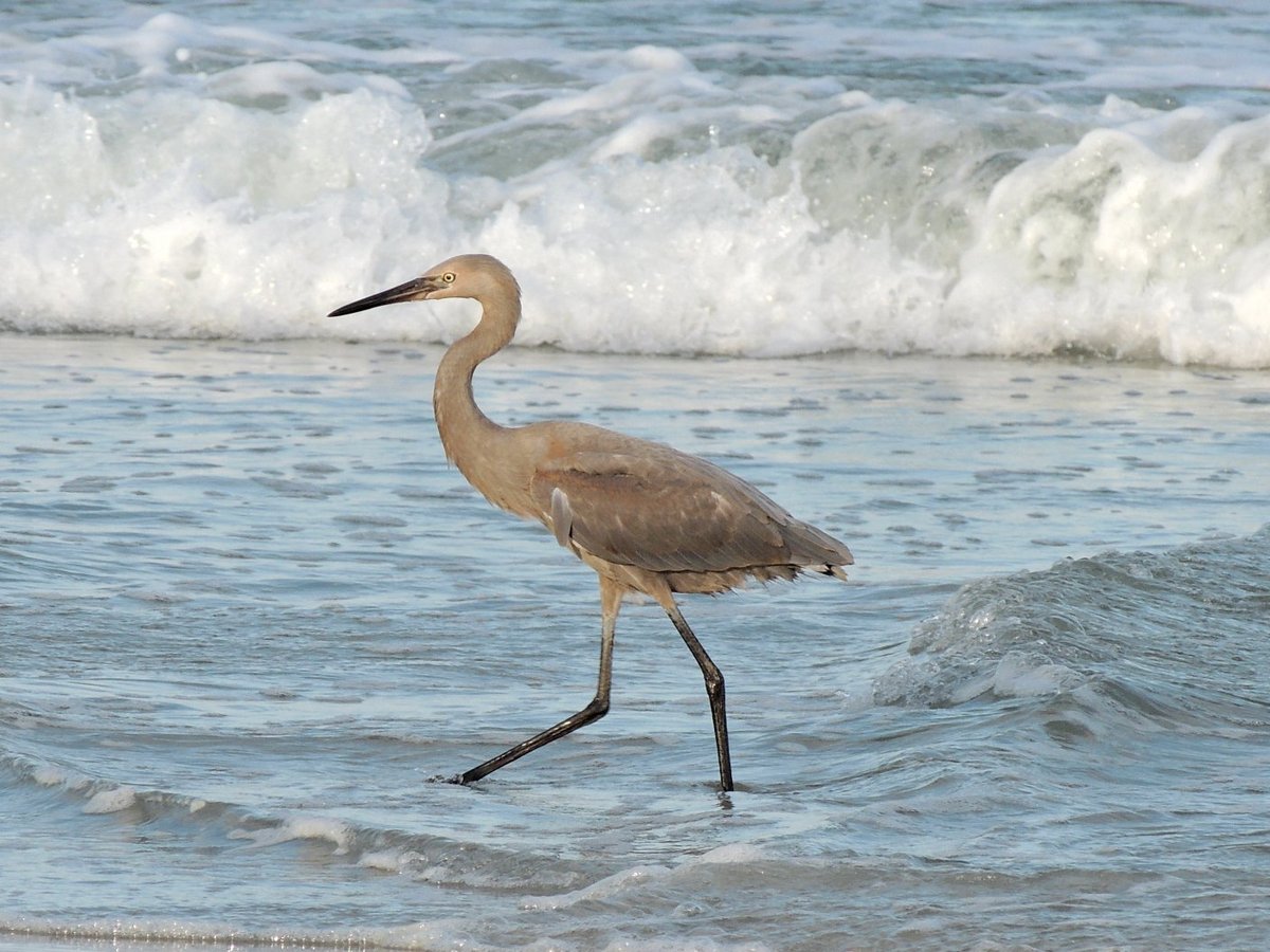 Murrells Inlet Tours - All You Need to Know BEFORE You Go (2024)