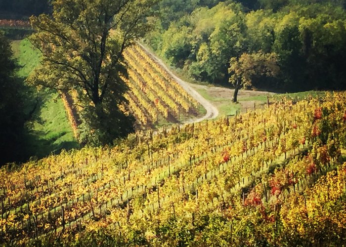 The vineyards of Rocca Bernarda, Friuli Venezia Giulia