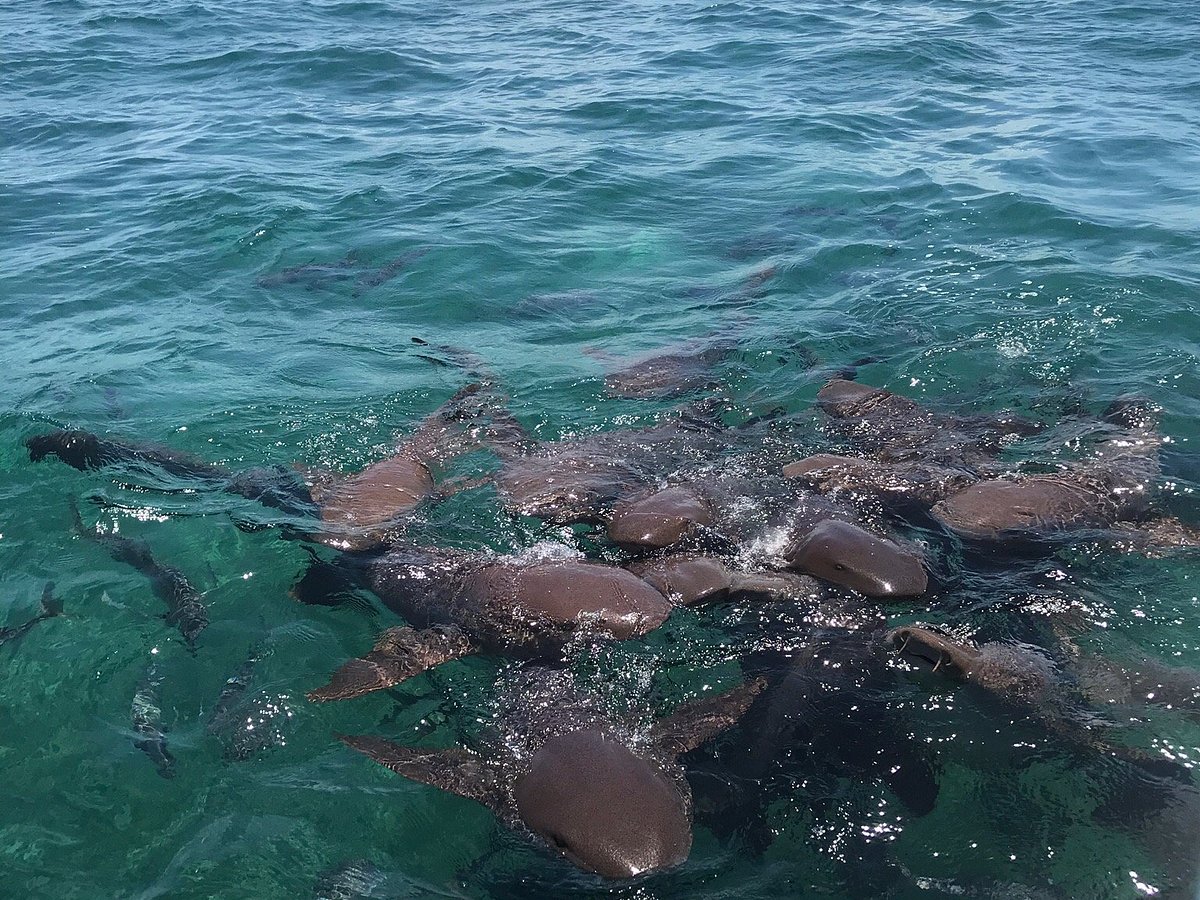 west coast tours caye caulker