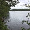 gittesolsikke