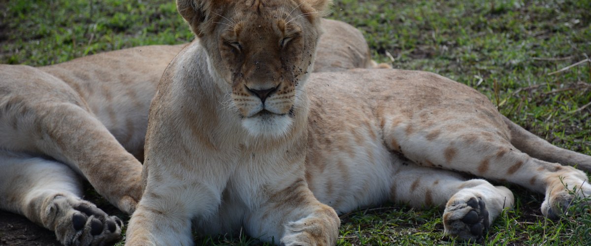 Lions