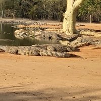 Seronera Crocodile Farm (Hazyview) - All You Need to Know BEFORE You Go