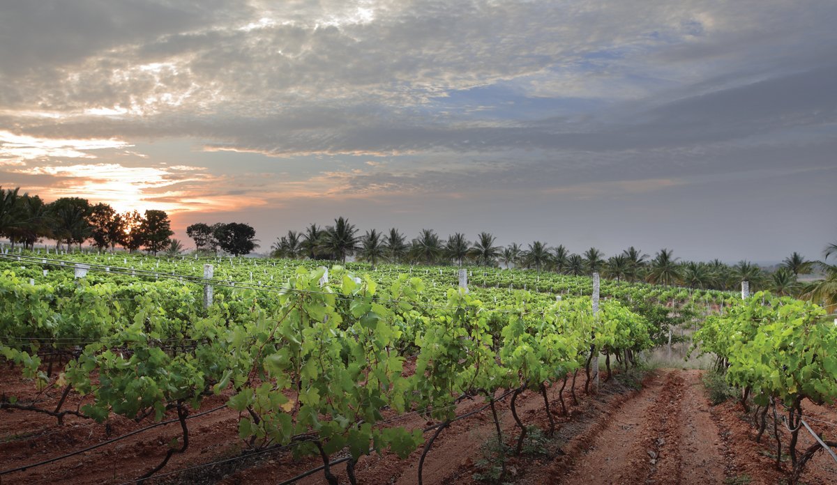 Grover Zampa Vineyards, Doddaballapur: лучшие советы перед посещением -  Tripadvisor