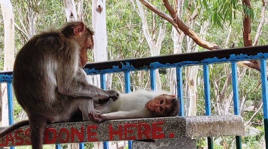 Monkeys - companions on the way