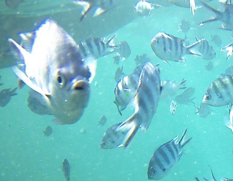 Isa Mauritius image