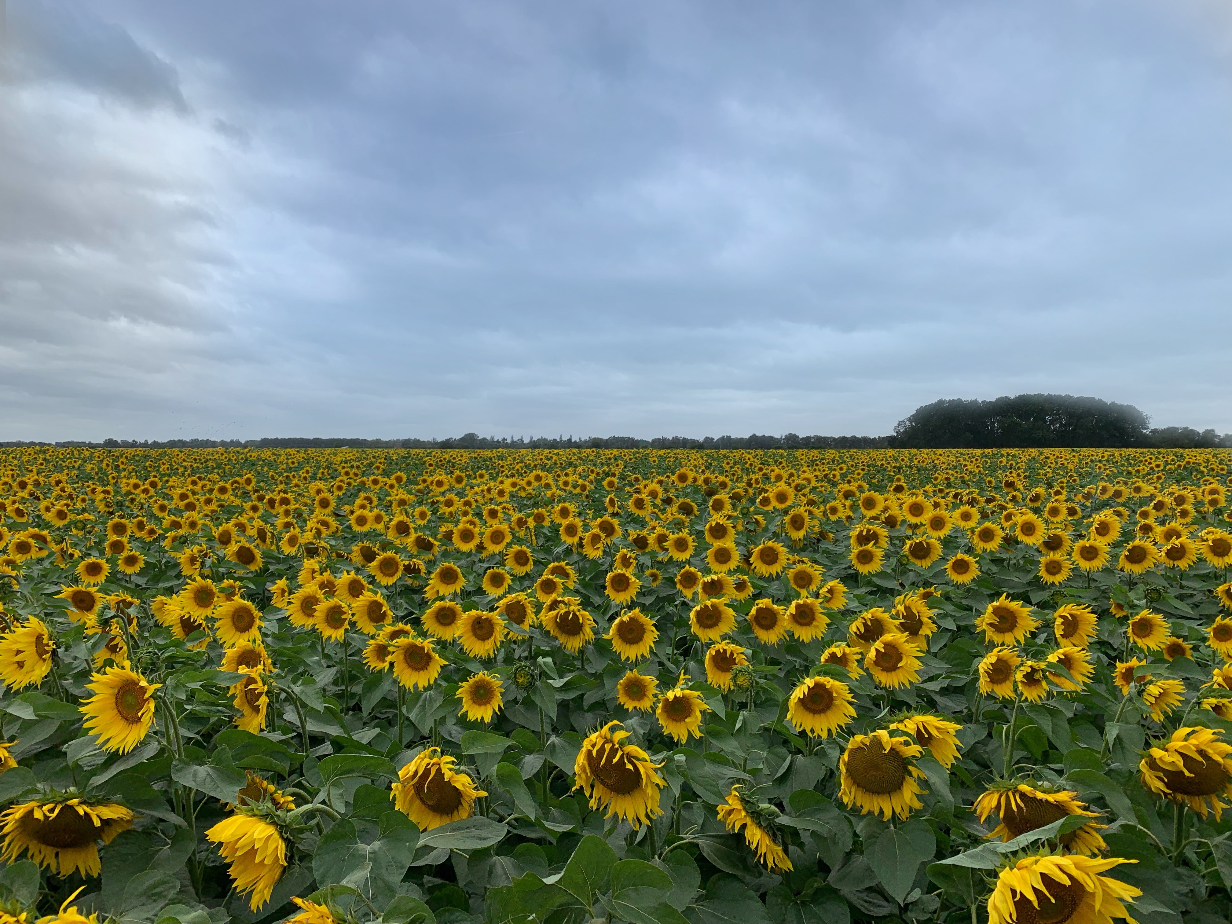 vine house farm sunflower hearts