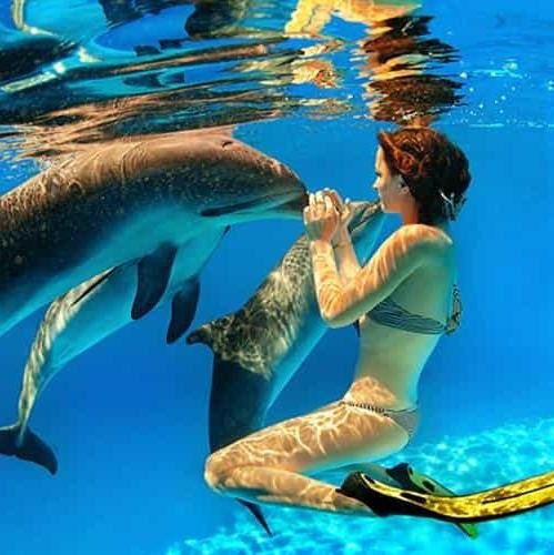 Captain lobster dolphin trip image