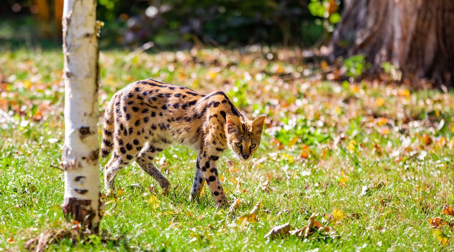 Serval
