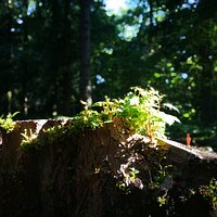 A recently cut stump with new shoots growing off it.