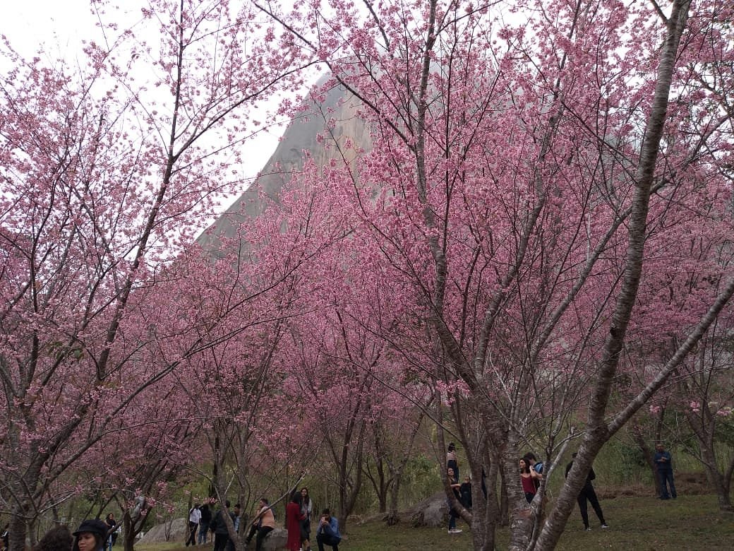 Conheça o bosque no Japão para caçar pokémons 'de verdade' na natureza