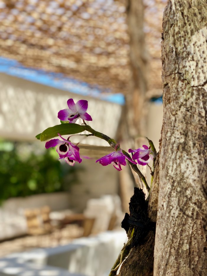 Imagen 18 de Orchid House Tulum