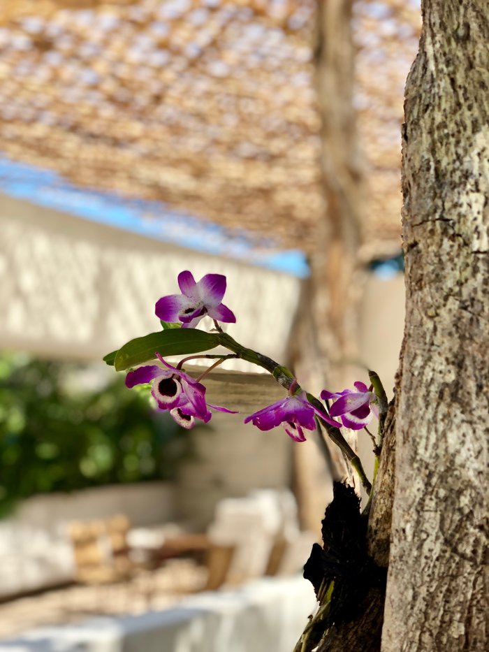 Imagen 17 de Orchid House Tulum