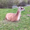 Pembrokeshire Llamas