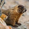 Mr Marmotta