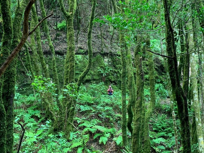 Imagen 2 de Sendero El Bosque Encantado