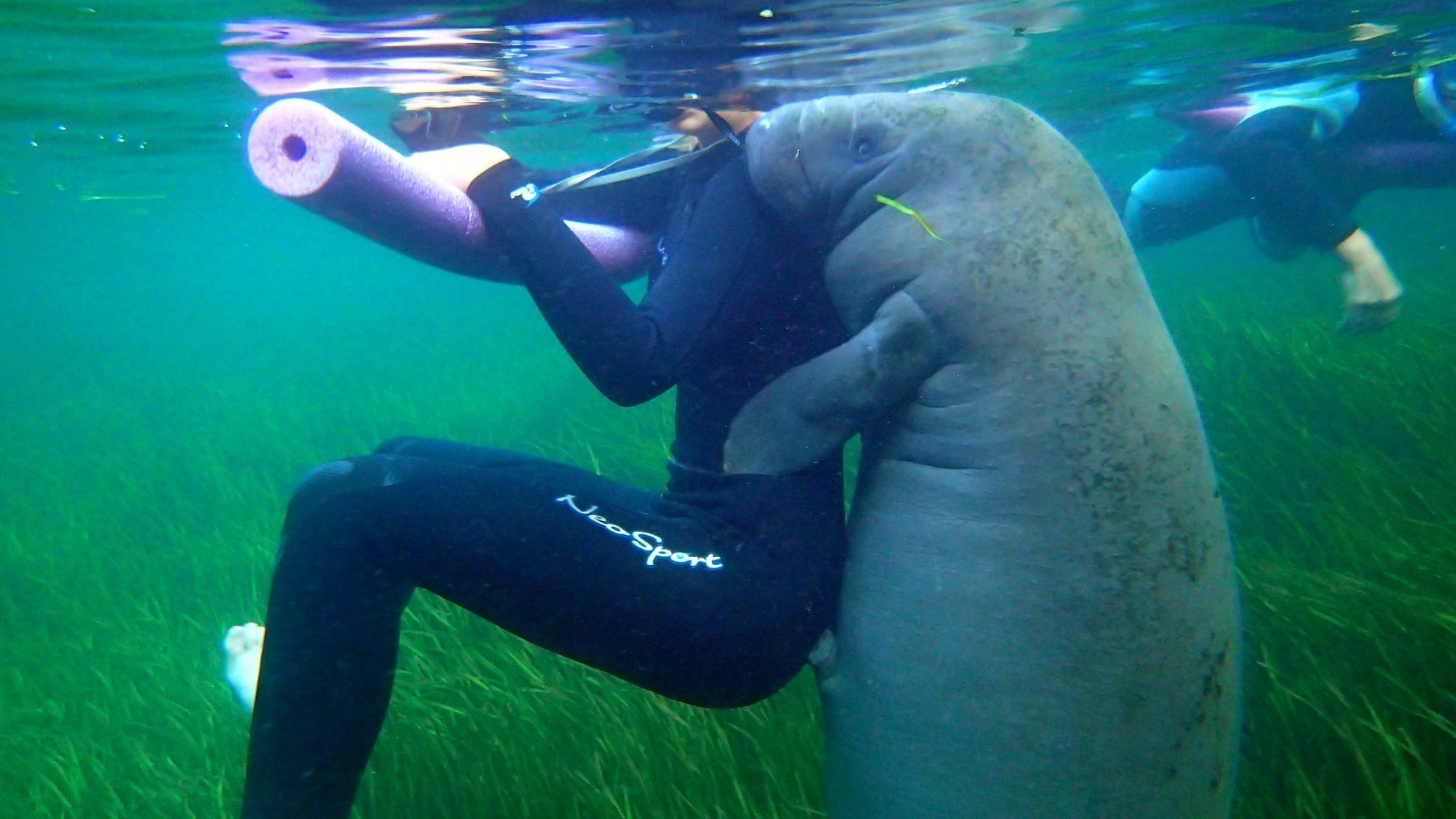 crystal river manatee trip