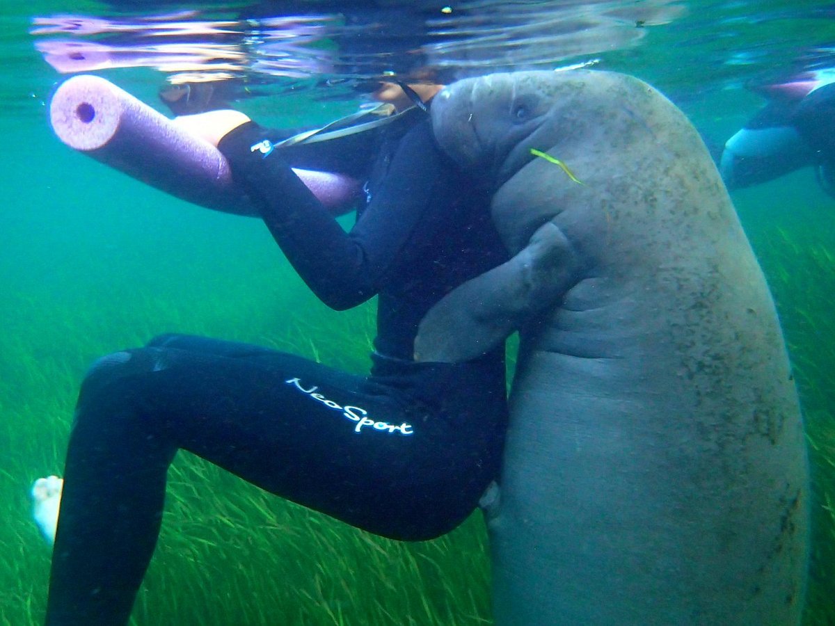 manatee tours melbourne fl