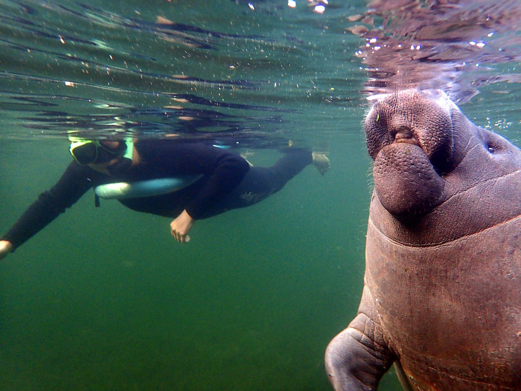 crystal river manatee trip