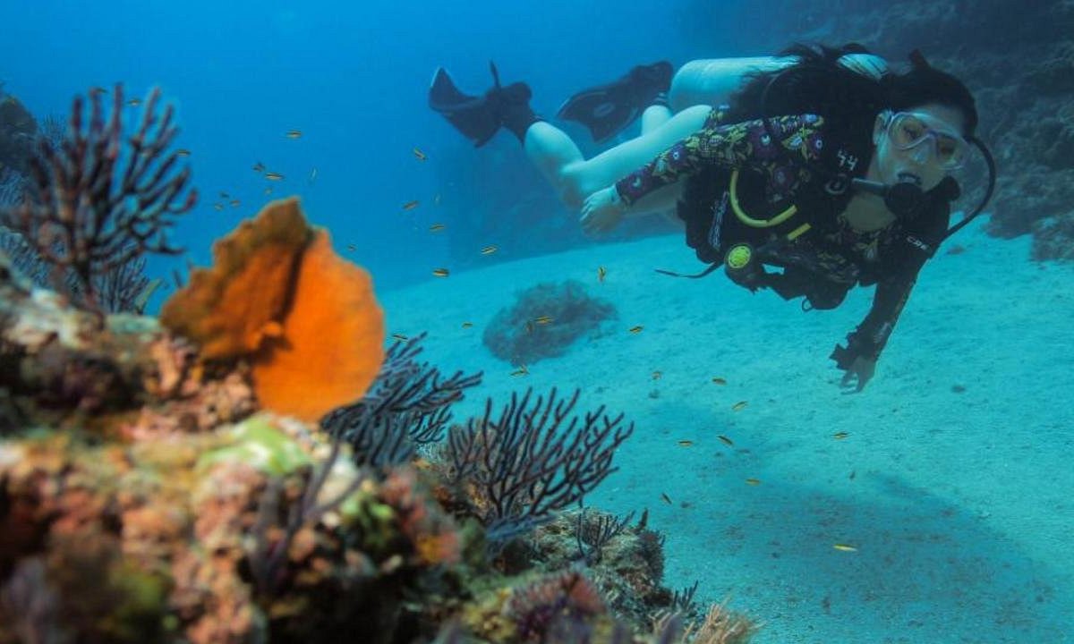 Scuba Diving Adventures Nuevo Vallarta All You Need To Know Before You Go