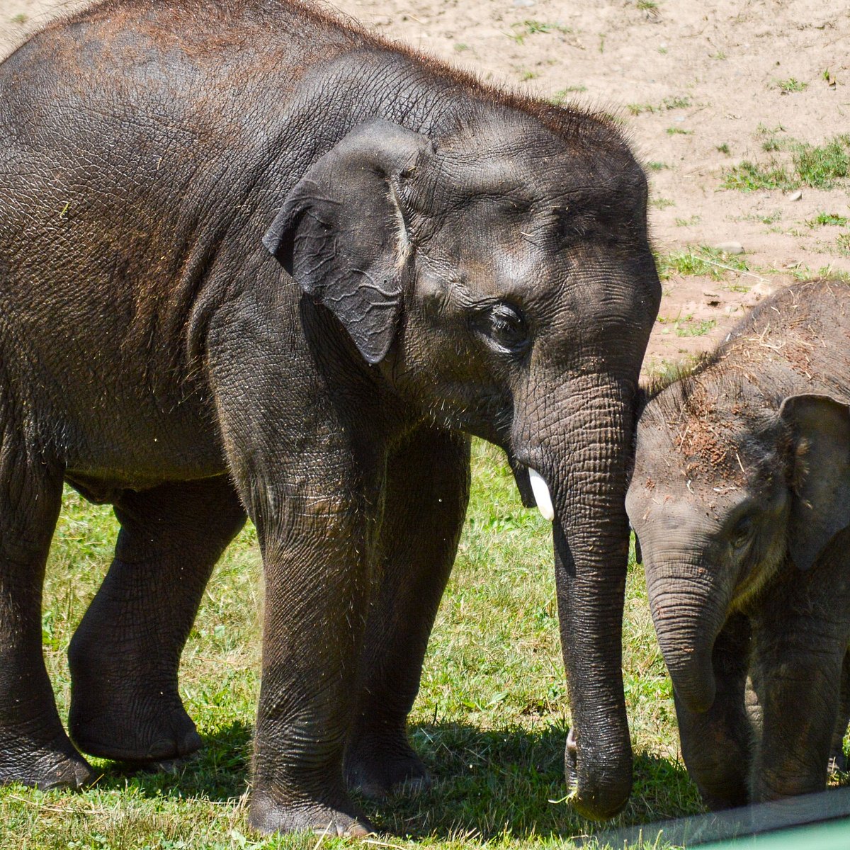 Rosamond Gifford Zoo (Syracuse) - 2021 All You Need to Know BEFORE You