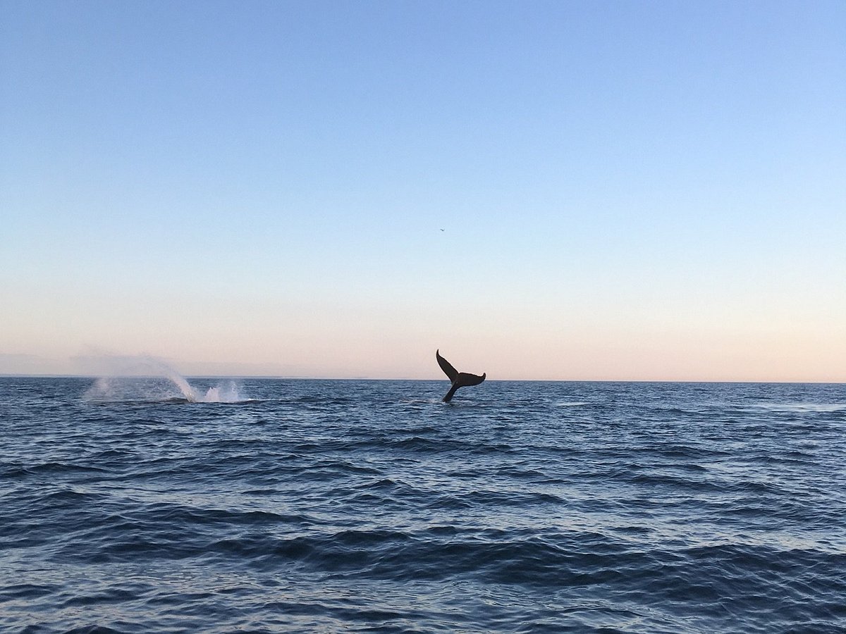 Island Cruises Whalewatching (Campobello Island) - All You Need to Know ...