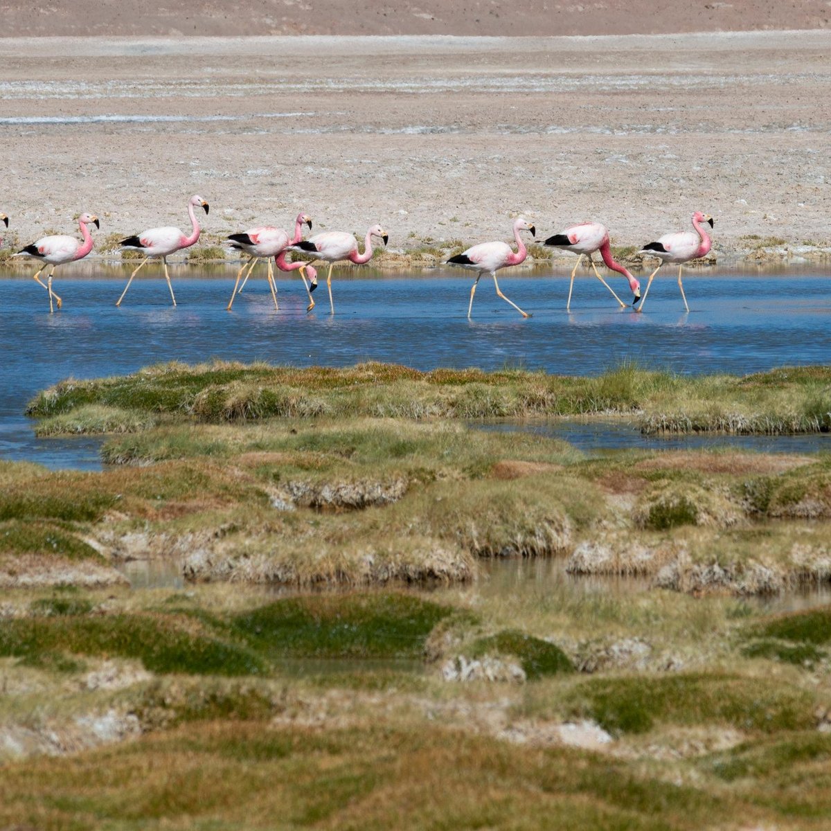 Capricornio Expediciones (San Pedro de Atacama) - All You Need to Know ...