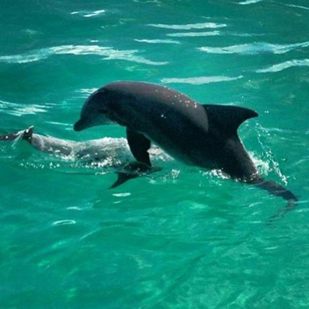 southern star dolphin cruise
